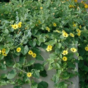 Thunbergia Alata (Black-eyed Susan Vine) Sunny™ 'Lemon Star'