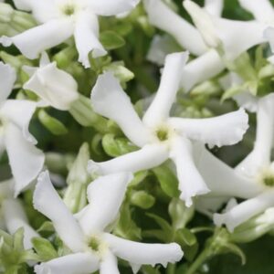 Trachelospermum Jasminoides Confederate Jasmine