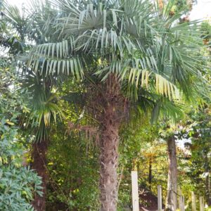 Trachycarpus Fortunei Windmill Palm