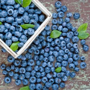 Vaccinium Corymbosum 'Duke' Blueberry