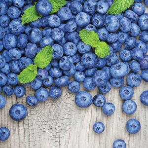 Vaccinium Corymbosum 'Jersey' Blueberry