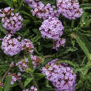 Verbena Bonariensis Meteor Shower®