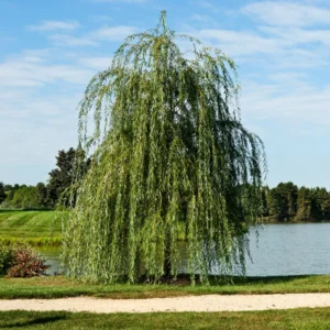 Salix Babylonica Weeping Willow