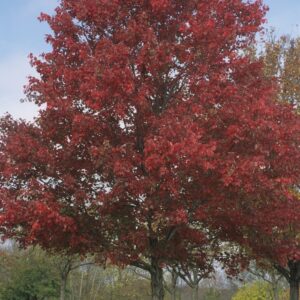 Acer Rubrum Scarlet Red Maple