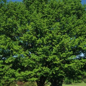 Acer Saccharum Sugar Maple