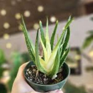 Cacti and Succulent
