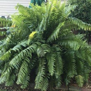 Fern