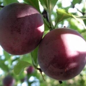 Fruit