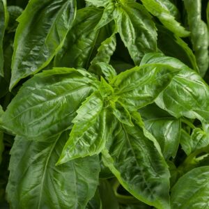 Herb