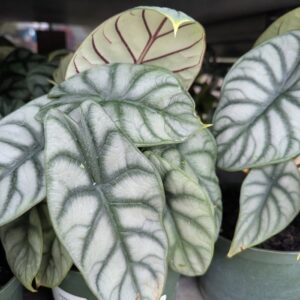 Houseplant