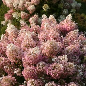 Hydrangea