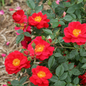 Rosa (Rose) Oso Easy Urban Legend
