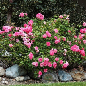 Rosa Sweet Drift Rose