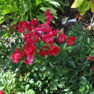 Rosa Red Drift Rose
