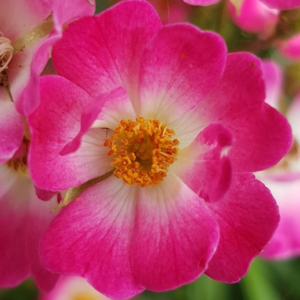 Rosa Pink Drift Rose