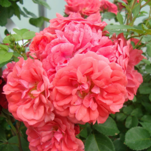 Rosa Coral Drift Rose