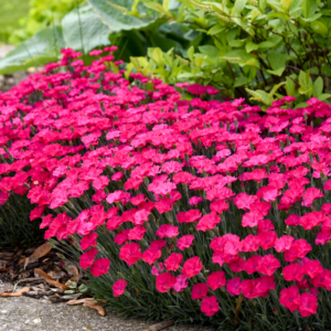 Dianthus 'Paint the Town Magenta' Pinks