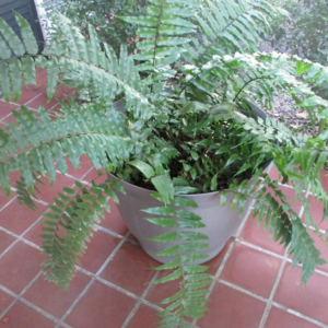 Nephrolepis Biserrata (Macho Fern)