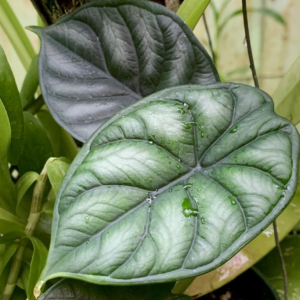 Alocasia Baginda 'Dragon Scale'