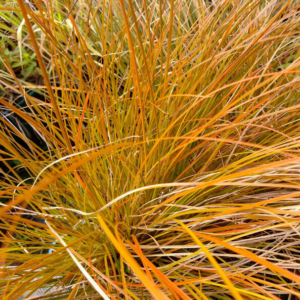 Carex 'Grass' Prairie Fire