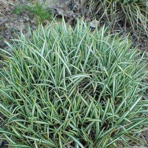 Carex Oshimensis (Variegated Sedge) EverColor Everest