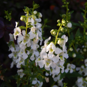Angelonia (Summer Snapdragon) Angelface White