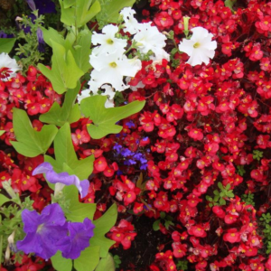 Begonia semperflorens Red Leaf Mix Wax Begonia
