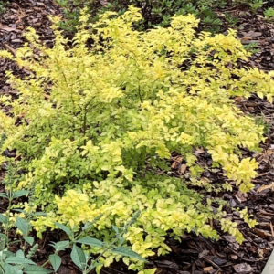 Ligustrum Sinense 'Sunshine' Chinese Privet