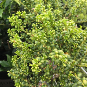 Ilex Crenata 'Steeds' Japanese Holly