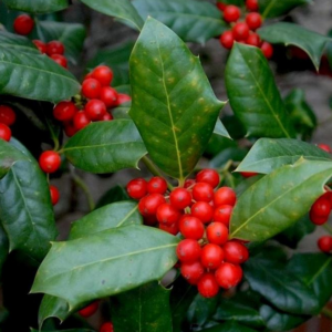 Ilex Burford Holly