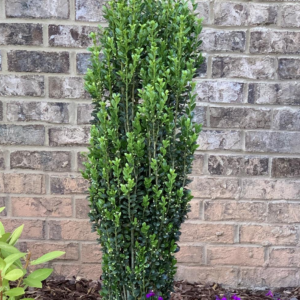Ilex Crenata 'Sky Pencil' Japanese Holly