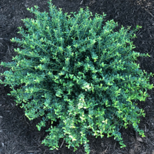 Ilex Crenata 'Helleri' Japanese Holly