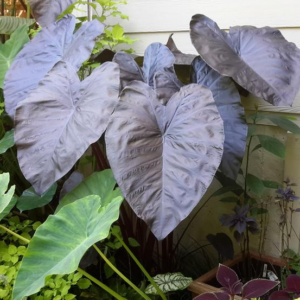 Colocasia Esculenta (Elephant's Ear) Royal Hawaiian Black Coral
