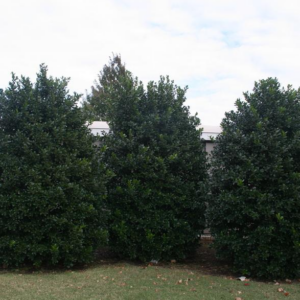 Ilex 'Nellie R. Stevens' Holly