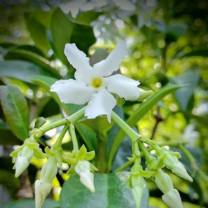 Trachelospermum Jasminoides Confederate Jasmine