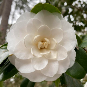 Camellia Japonica 'Seafoam'