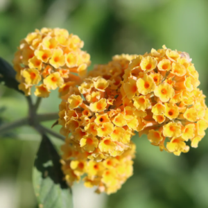 Buddleia X Weyeriana 'Honeycomb' Butterfly Bush