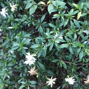 Gardenia Jasminoides 'Radicans'