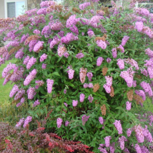 Buddleia 'Pink Delight' Butterfly Bush