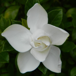 Gardenia Jasminoides 'August Beauty'