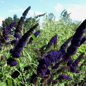 Buddleia Davidii 'Black Knight' Butterfly Bush
