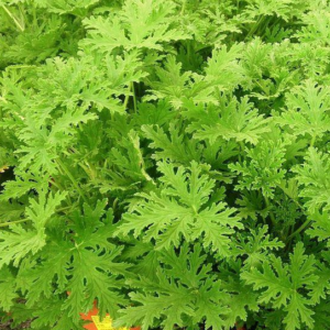 Citronella Mosquito Plant Scented Geranium