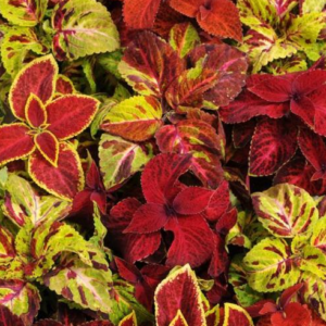 Coleus Wizard 'Select Mix Improved'