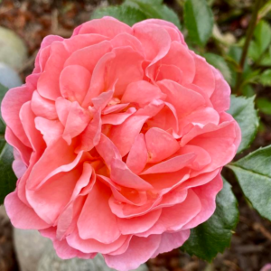 Rosa 'Apricot Drift' Rose