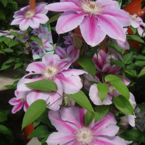 Clematis 'Bee's Jubilee'