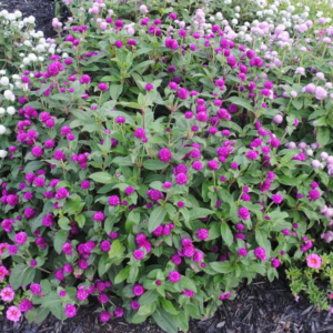 Gomphrena Globosa 'Ping Pong Purple'