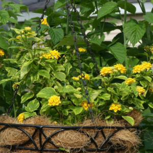 Lantana Camara 'New Gold'