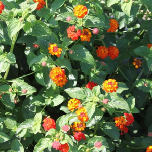 Lantana Camara Luscious 'Citrus Blend'