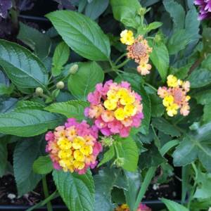 Lantana Camara Luscious 'Pinkberry Blend'