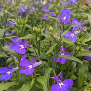 Lobelia Early Springs 'Dark Blue'